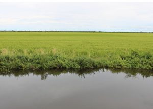 Estudo aponta 80% de chance de sucesso para plantio de arroz irrigado em grande parte do Tocantins