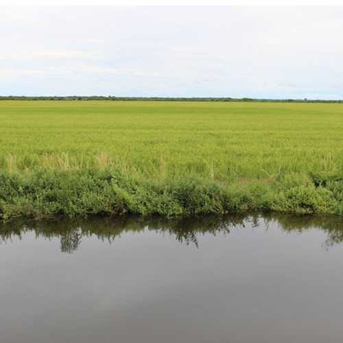 Estudo aponta 80% de chance de sucesso para plantio de arroz irrigado em grande parte do Tocantins