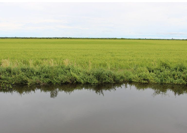 Estudo aponta 80% de chance de sucesso para plantio de arroz irrigado em grande parte do Tocantins