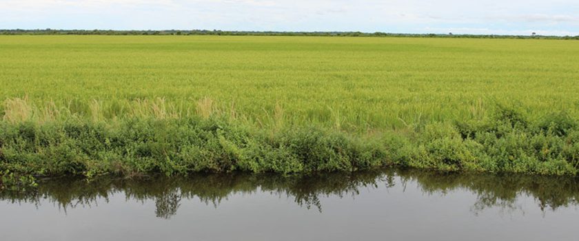 Estudo aponta 80% de chance de sucesso para plantio de arroz irrigado em grande parte do Tocantins